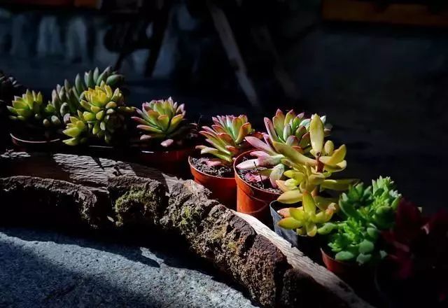 中国最文艺尼姑庵，不烧香只种花，美得想出家！韩红也慕名来参访