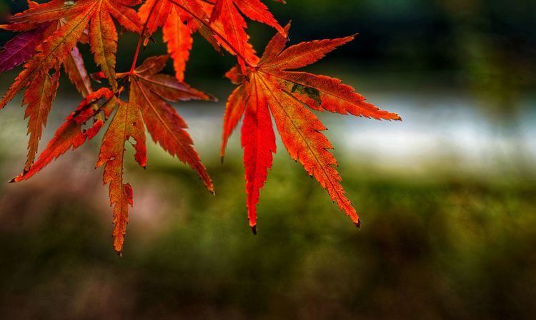 摄影:风烟俱净文字:风烟俱净拍摄地址:洛阳隋唐遗址植物园风一重,霜一