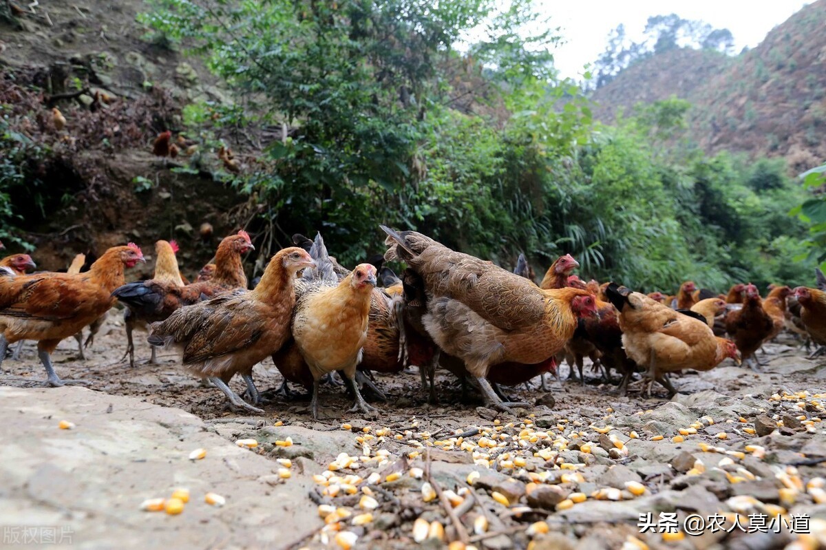 山上放养土鸡,能不能挣钱?这个土鸡的市场行情好不好呢?