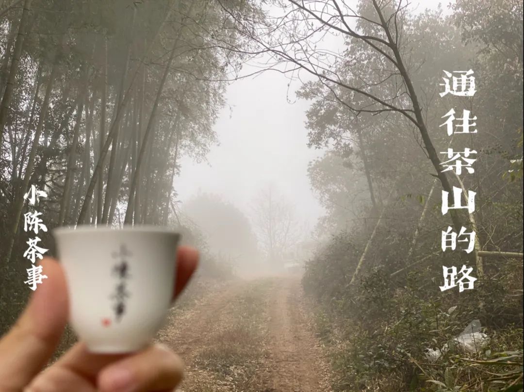 春茶季，除了白毫银针、白牡丹、春寿眉，说说太姥山的雾与露