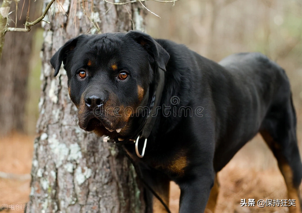 世界十大最忠诚的狗综合指数排名 中华田园犬高居前三名