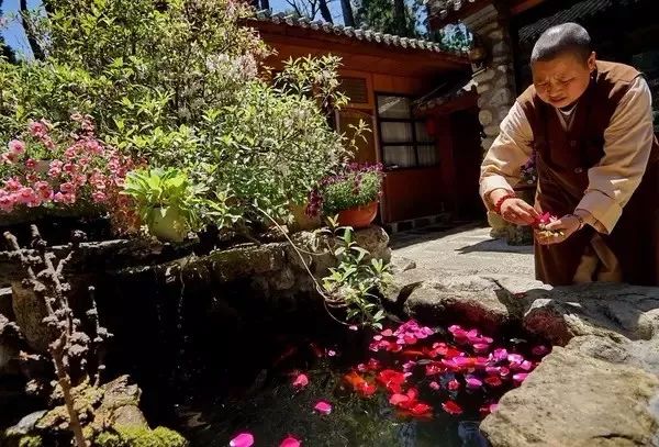 中国最文艺尼姑庵，不烧香只种花，美得想出家！韩红也慕名来参访