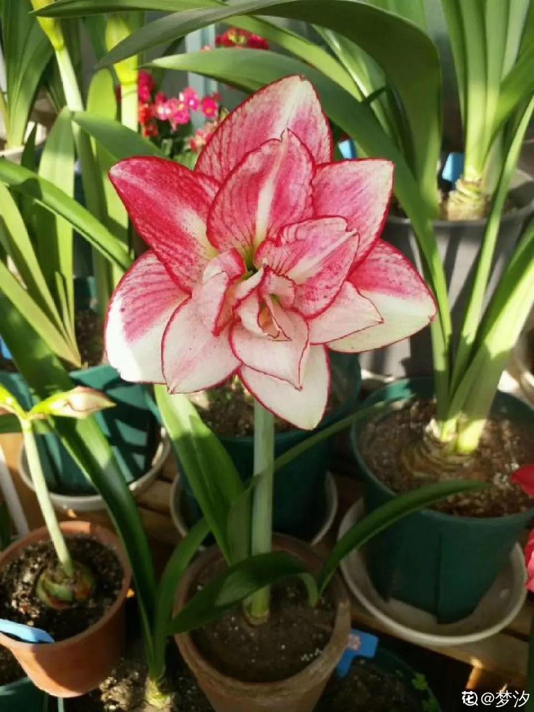 12个星座的守护花，新年养花，就养盆适合自己的