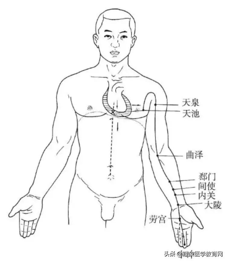 你了解经脉吗？十二经脉的位置、走向规律、交接规律及分布规律