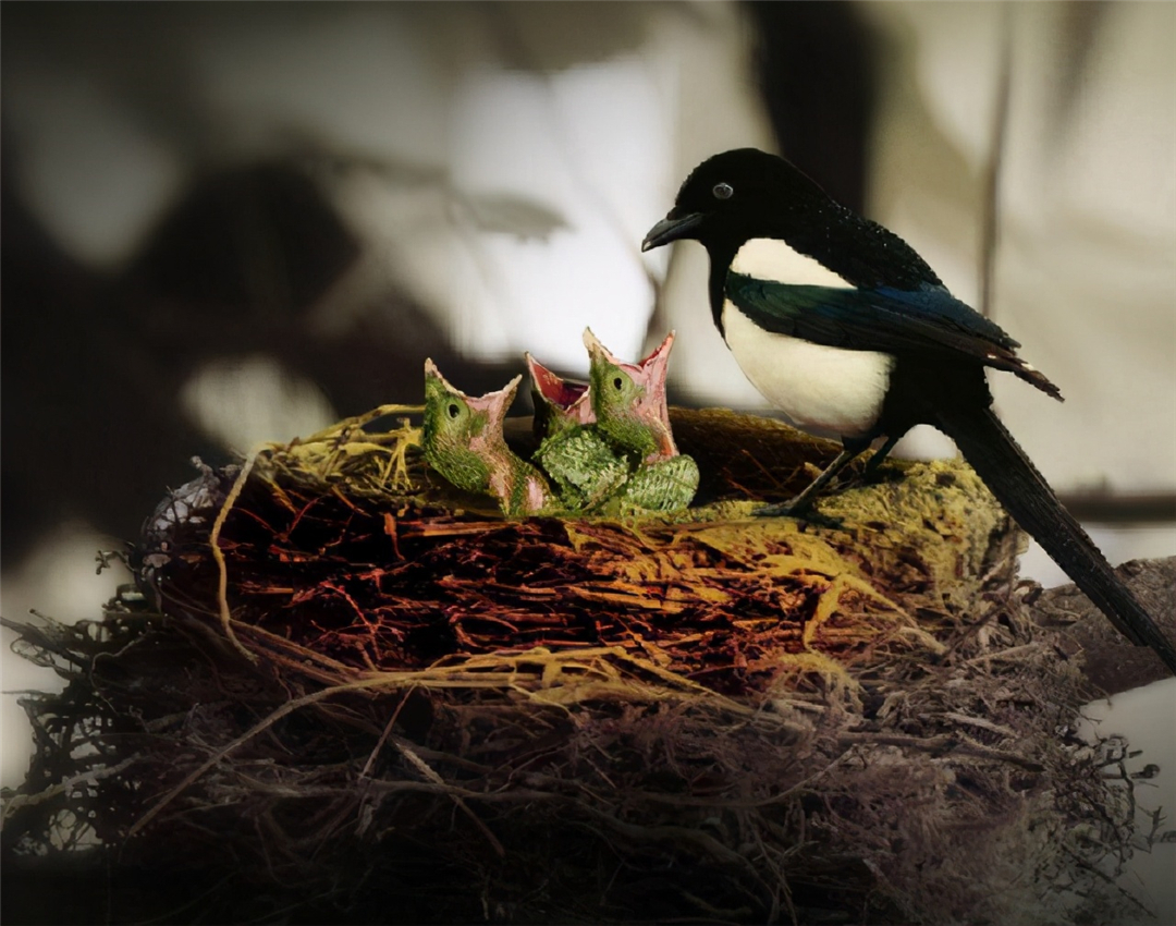 喜鹊窝为什么能避风雪?外部粗糙简陋,内部却"别有洞天"