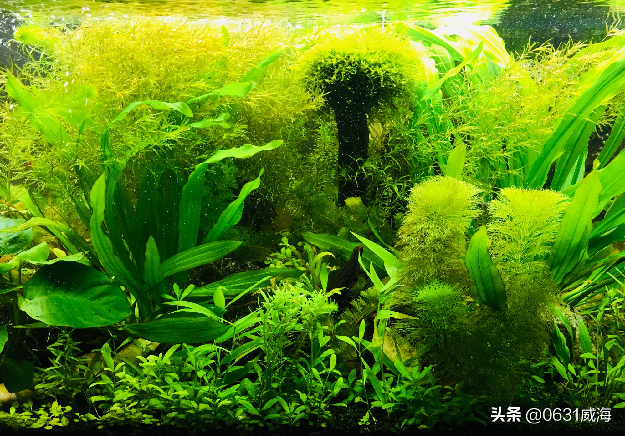 水草怎么养才对（新手正确的种植水草方法）