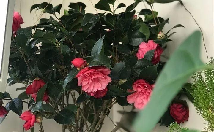 养茶花记住这5点，蹭蹭窜新芽，花开得碗口大！