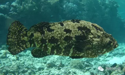 海鱼的品种大全及名字海鱼的种类图片大全 探索次元网