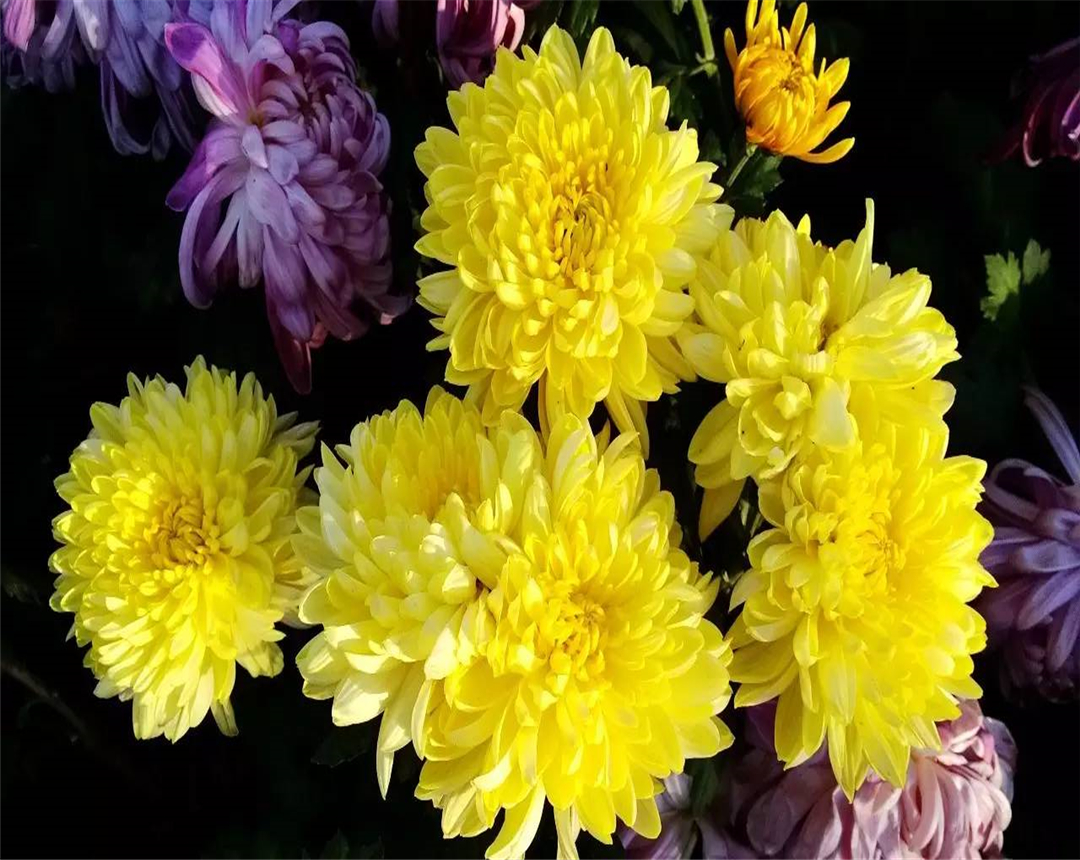 菊花几点开花(以下为您列举了八种菊花的开花时间)