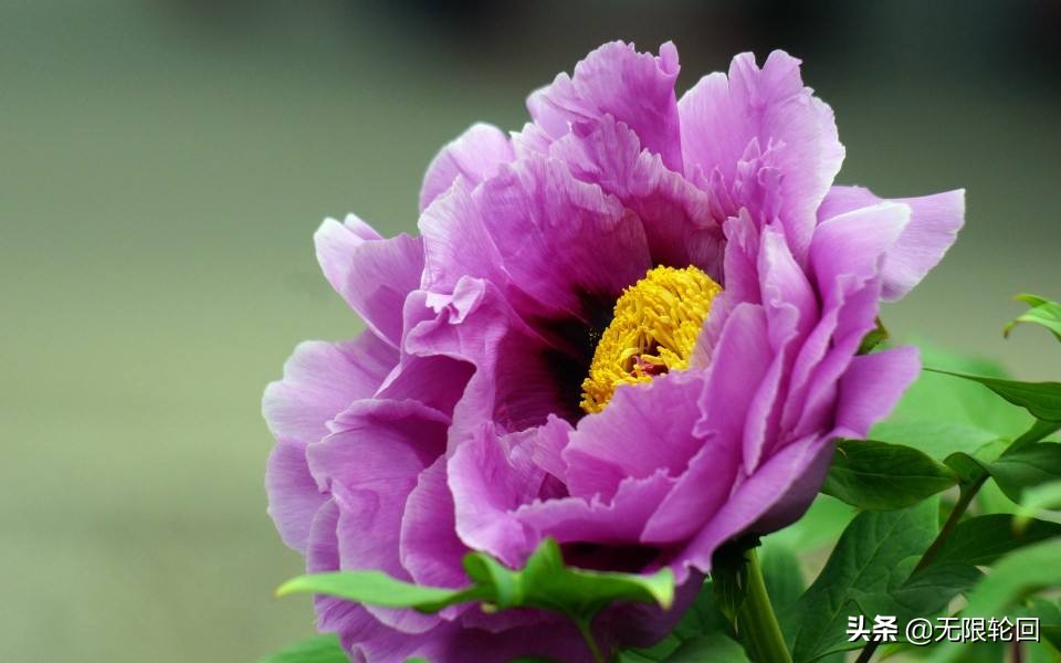 唯有牡丹真国色：10首最经典的牡丹花诗词