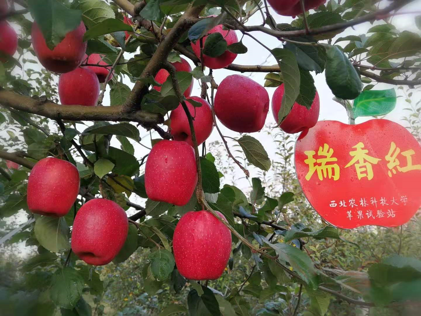 37个知名苹果品种，有的已被淘汰，有的老而弥坚，你认识几个？