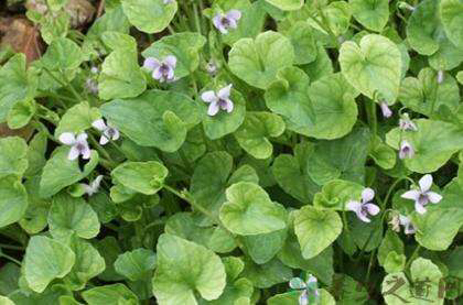 中药材白三百棒