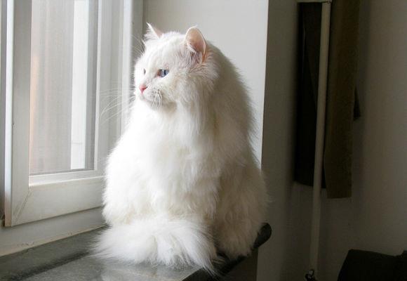 什么猫好养