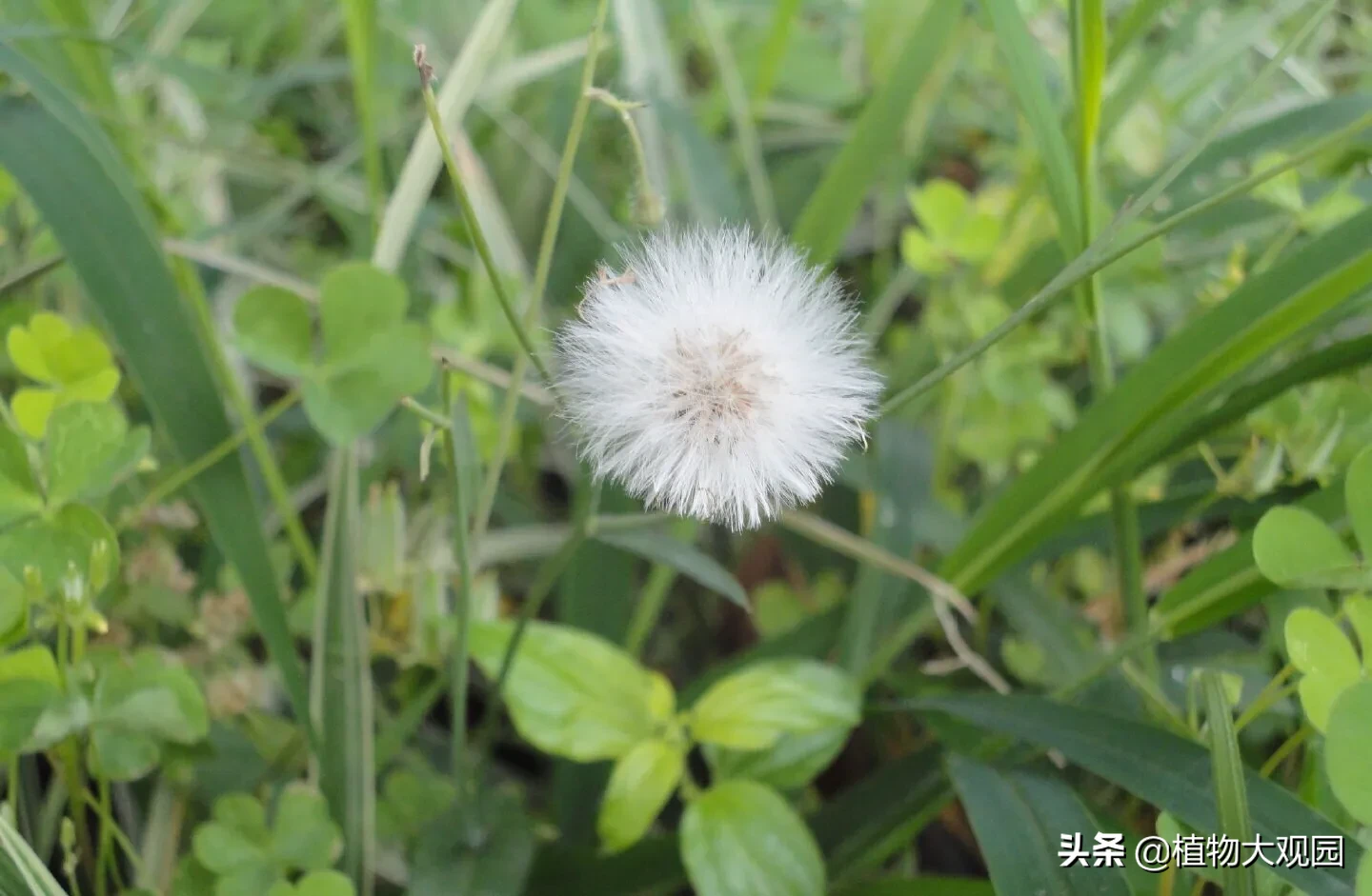 花紅片的功效與作用(廣東人眼中的) - 行就行