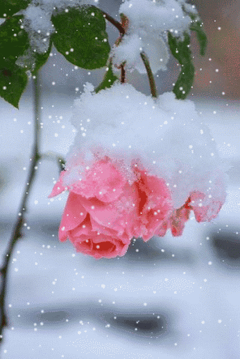 来自大自然的馈赠，一朵雪中花，祝你新的一年好运连连！