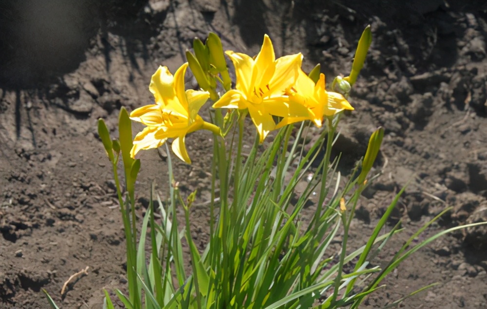 蓬灰是什么东西(科普之草原上的可食用植物)