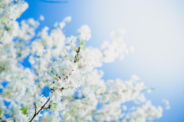 中考高考语文压轴考点“有哪些深层含义”，现在你只须读懂吃茶去