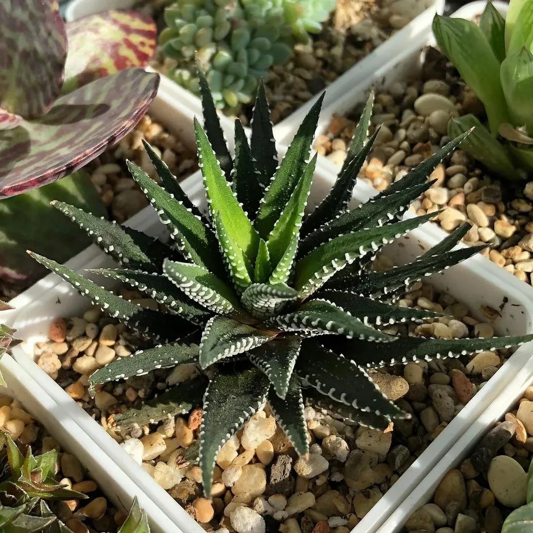 条纹十二卷条纹十二卷开花