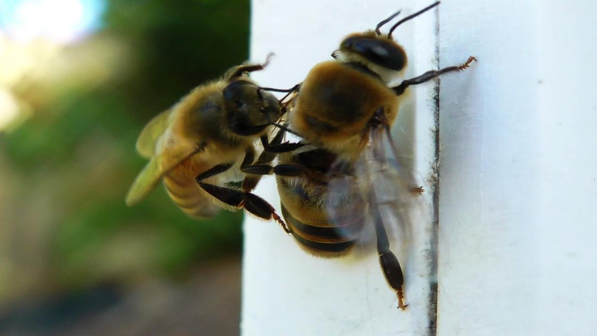 雄蜂交尾后死亡的原因是什么？揭秘蜜蜂交尾过程的特别之处