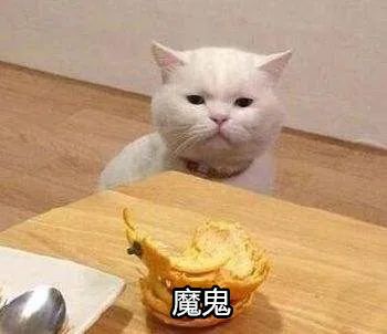 如何彻底祛除猫咪尿骚味？4步教你轻松消灭气味炸弹