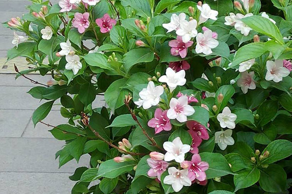 锦带花地栽盆栽都适宜,习性强健虫害少,养好花开如繁星!