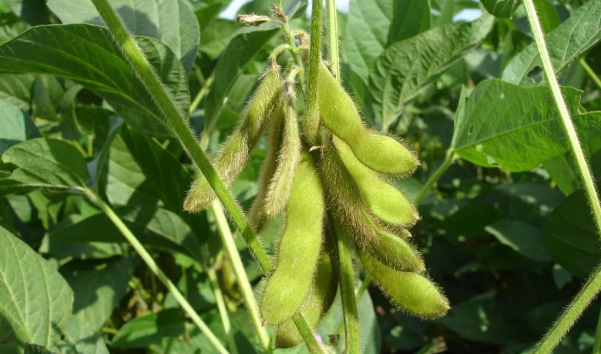 人们常说的：四体不勤，五谷不分，意思是骂人还是夸人呢？