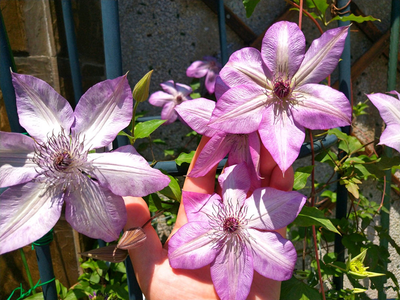 铁线莲—"美好回忆",优秀的盆栽品种,花美花期长,室内也能种