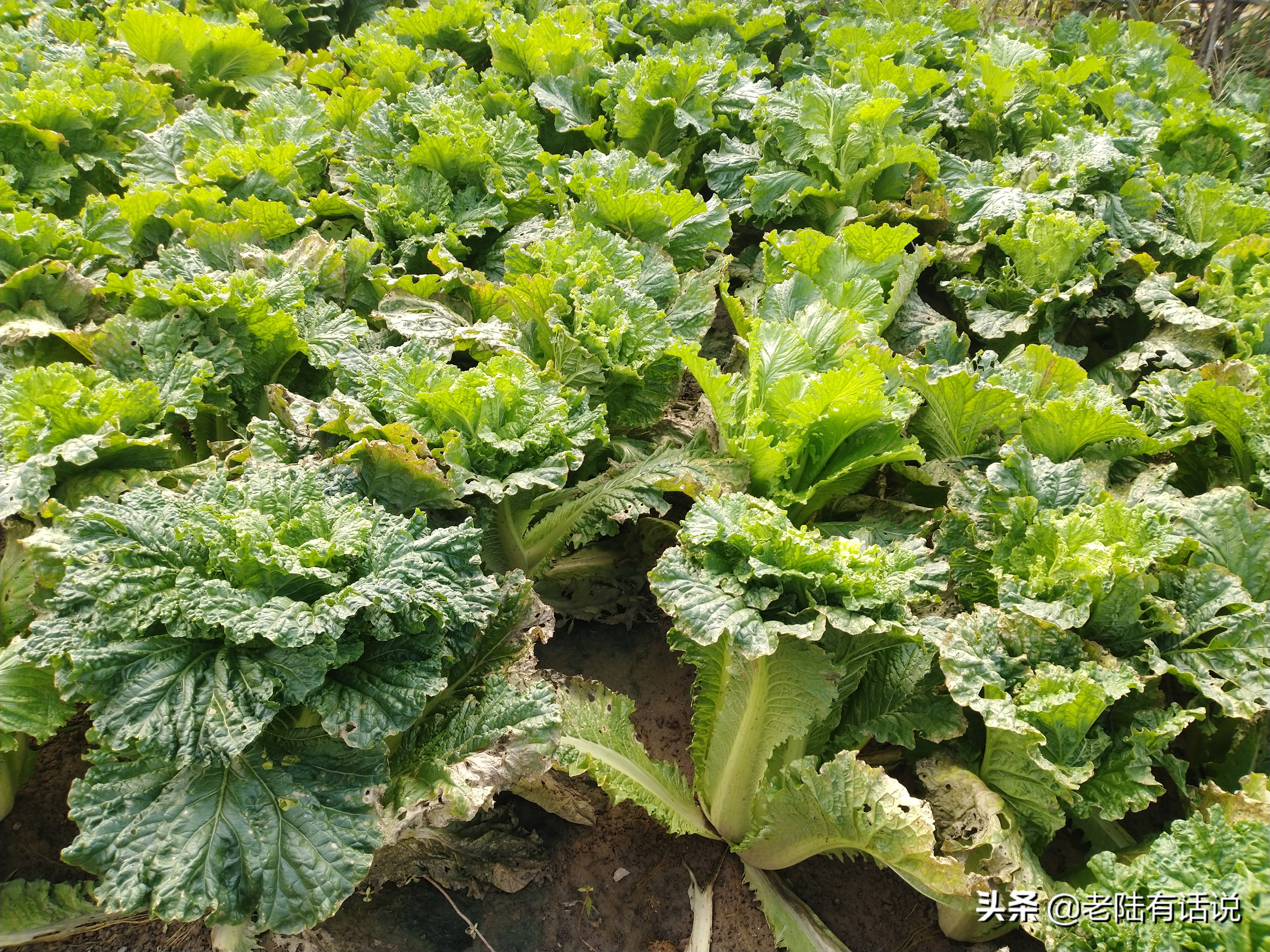 我的城市小菜园，我的田园之梦，金秋收获绿色食品