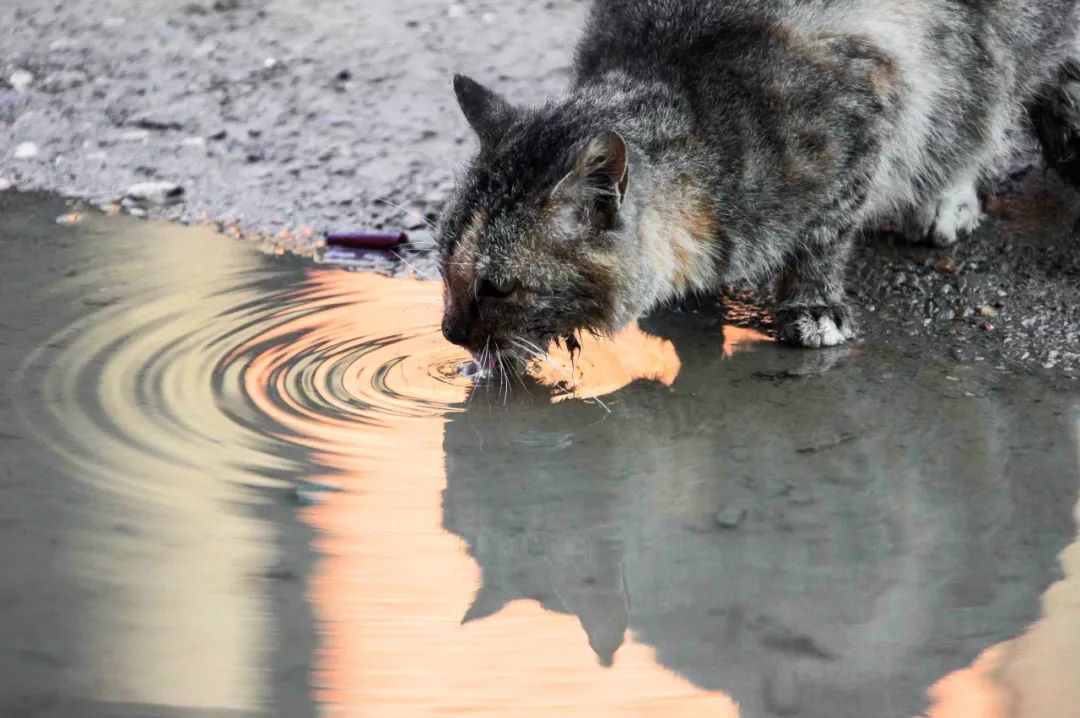 神奇动物在哪里？这些大工校园里的神奇动物你们见过哪些呢？