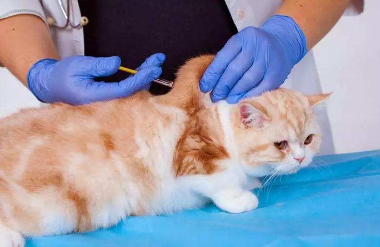 新手如何在家给猫咪打疫苗带示范图，一篇文章快速让你了解猫三联