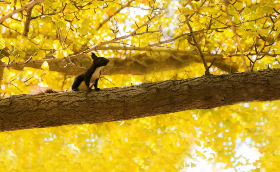 神奇动物在哪里？这些大工校园里的神奇动物你们见过哪些呢？