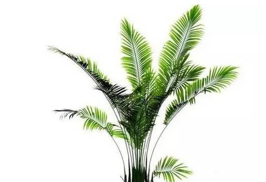 室内吸毒植物手册,选择对了才有效