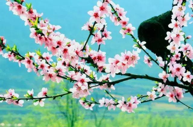 英文美句 核心词汇promote