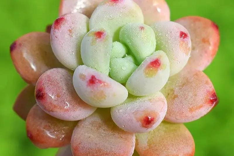 子宫内膜息肉是什么？了解这种常见妇科疾病的原因和症状