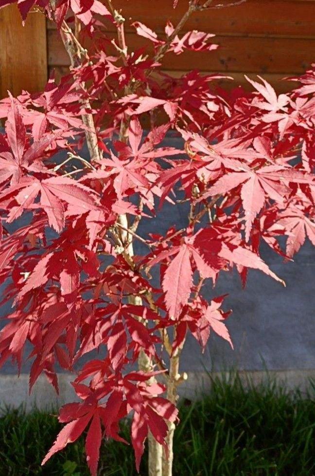 花卉植物有哪些（盘点100种常见花图鉴）