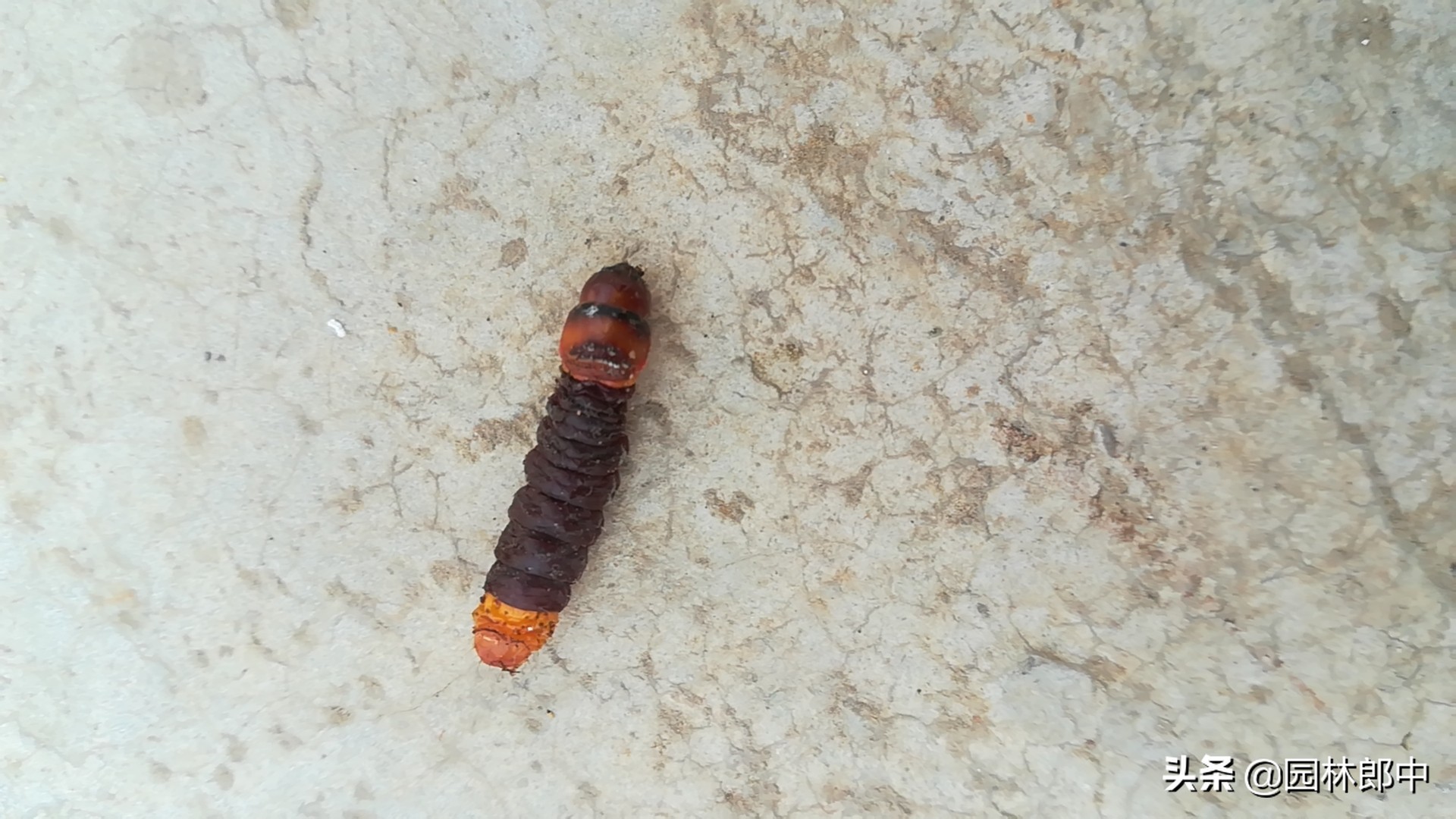 图为朋友拍摄的木蠹蛾的幼虫木蠹蛾其实是鳞翅目木蠹蛾科多种昆虫的一