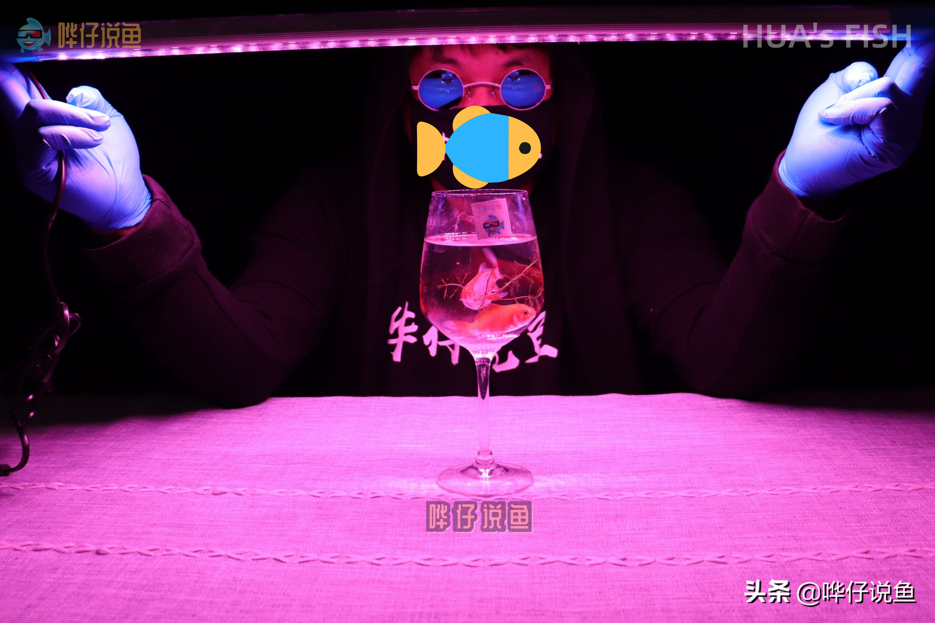 辟谣！鱼缸里打了红灯就一定可以让观赏鱼颜色鲜艳？您想得太美了