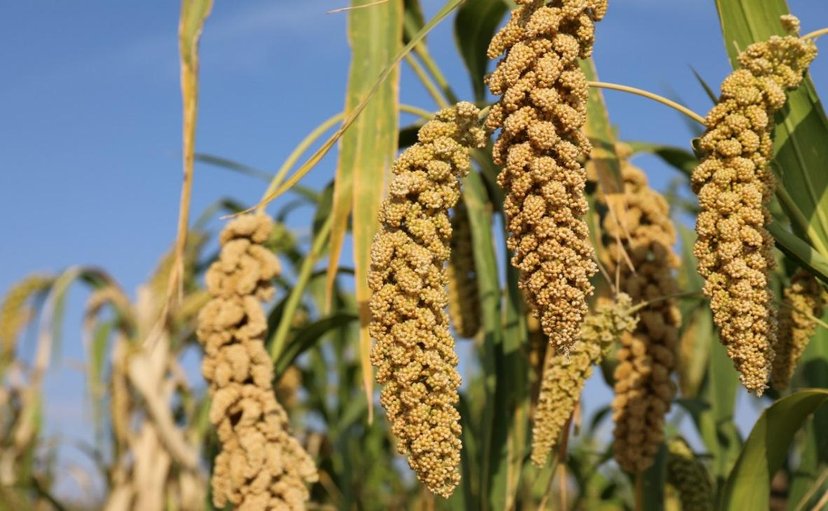 意思是农历六月六是中国古代传统节日,在六月初六那天观看庄稼抽穗