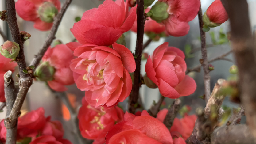 花卉植物有哪些（盘点100种常见花图鉴）