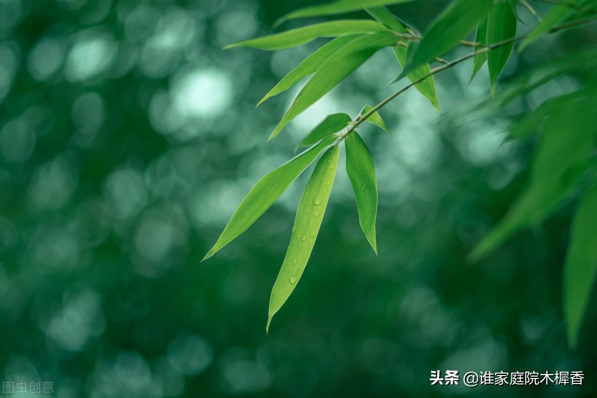 诗词里的夏天，仿佛流淌千年的清泉，沁人心脾、清凉清新