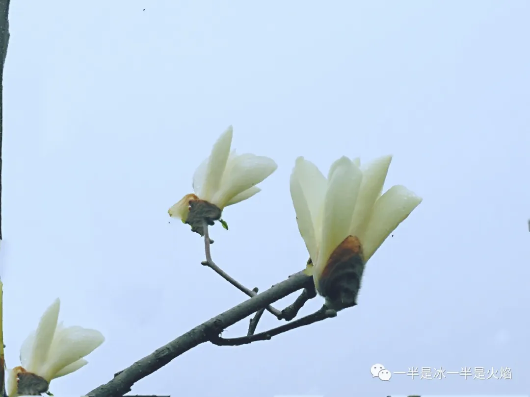 玉兰花记：谁寄芳心枝头上，一倾相思说与春