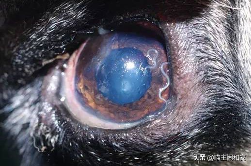 猫眼睛红肿眼屎增多是眼部炎症？及时确诊，有可能是眼线虫惹的祸