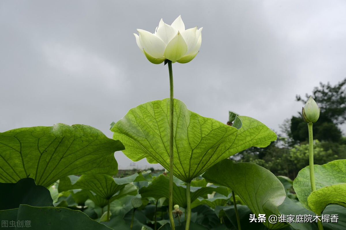 诗词里的夏天，仿佛流淌千年的清泉，沁人心脾、清凉清新