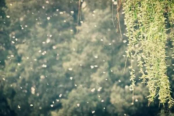 杨花榆荚无才思惟解漫天作雪飞赏析杨花榆荚无才思惟解漫天作雪飞读音