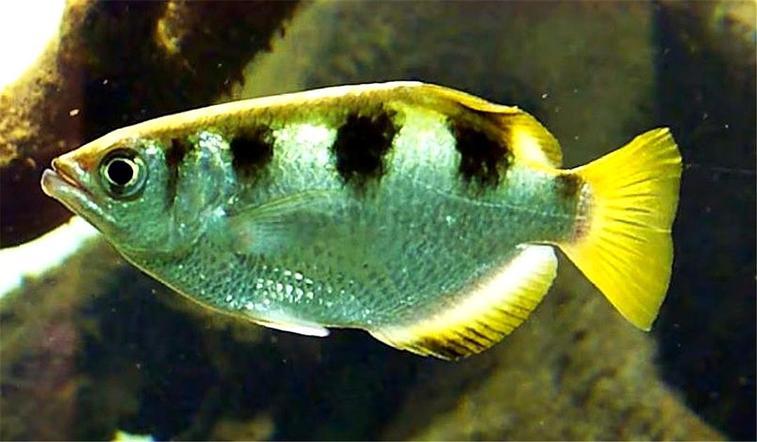 射水鱼在4%秒内完成狩猎,喷射的水柱在加速,违背了物理常识?