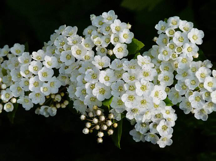 这些小众花你都见过吗?名字好听花好看,就是不知道名!