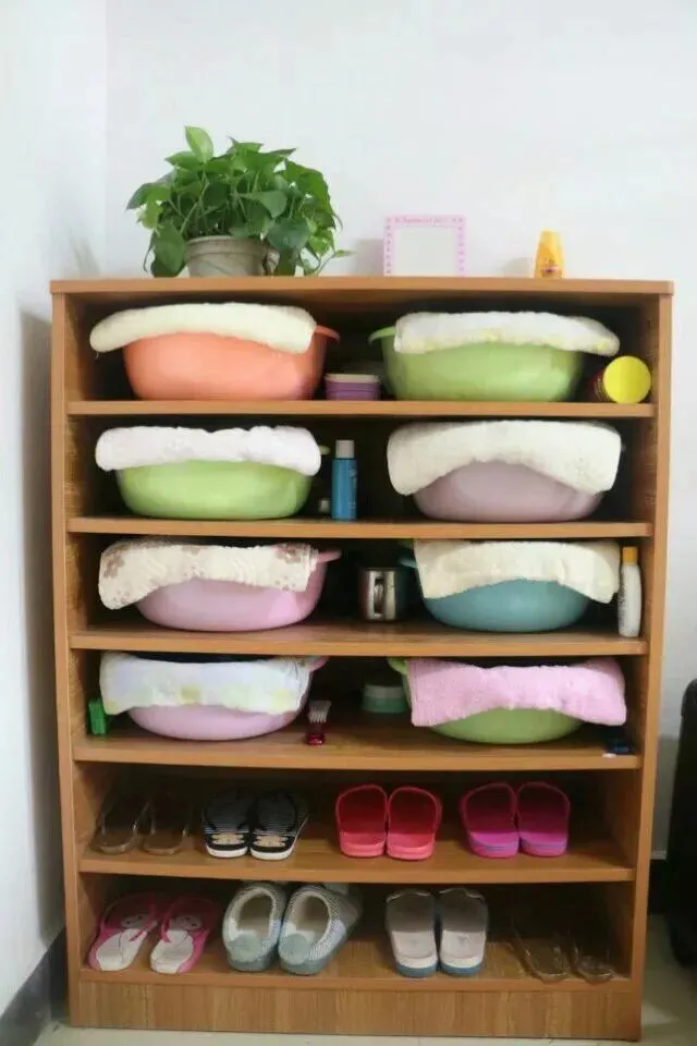 2020衡水一中保定分校（贺阳外国语学校）幼升小，小升初火热报名