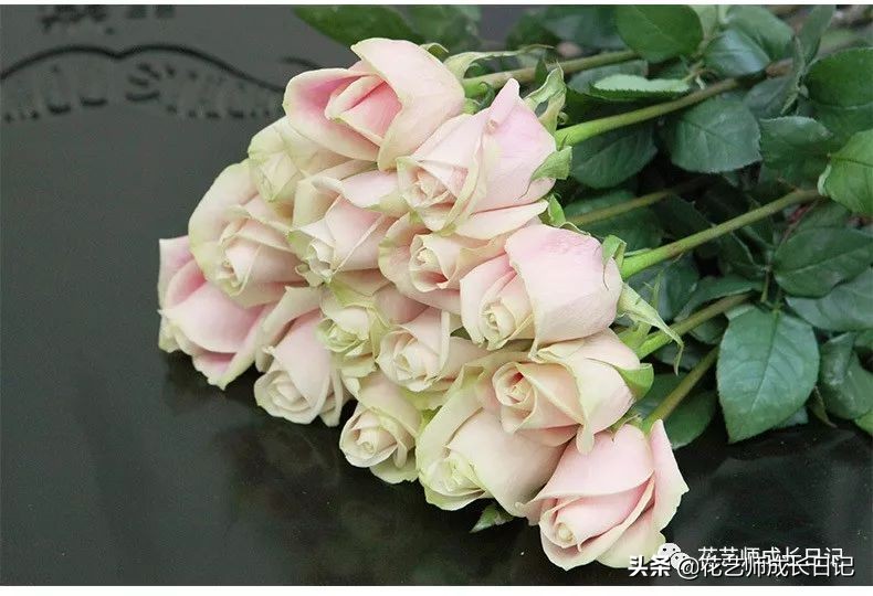 苏醒玫瑰是什么颜色（10款粉色玫瑰品种介绍）