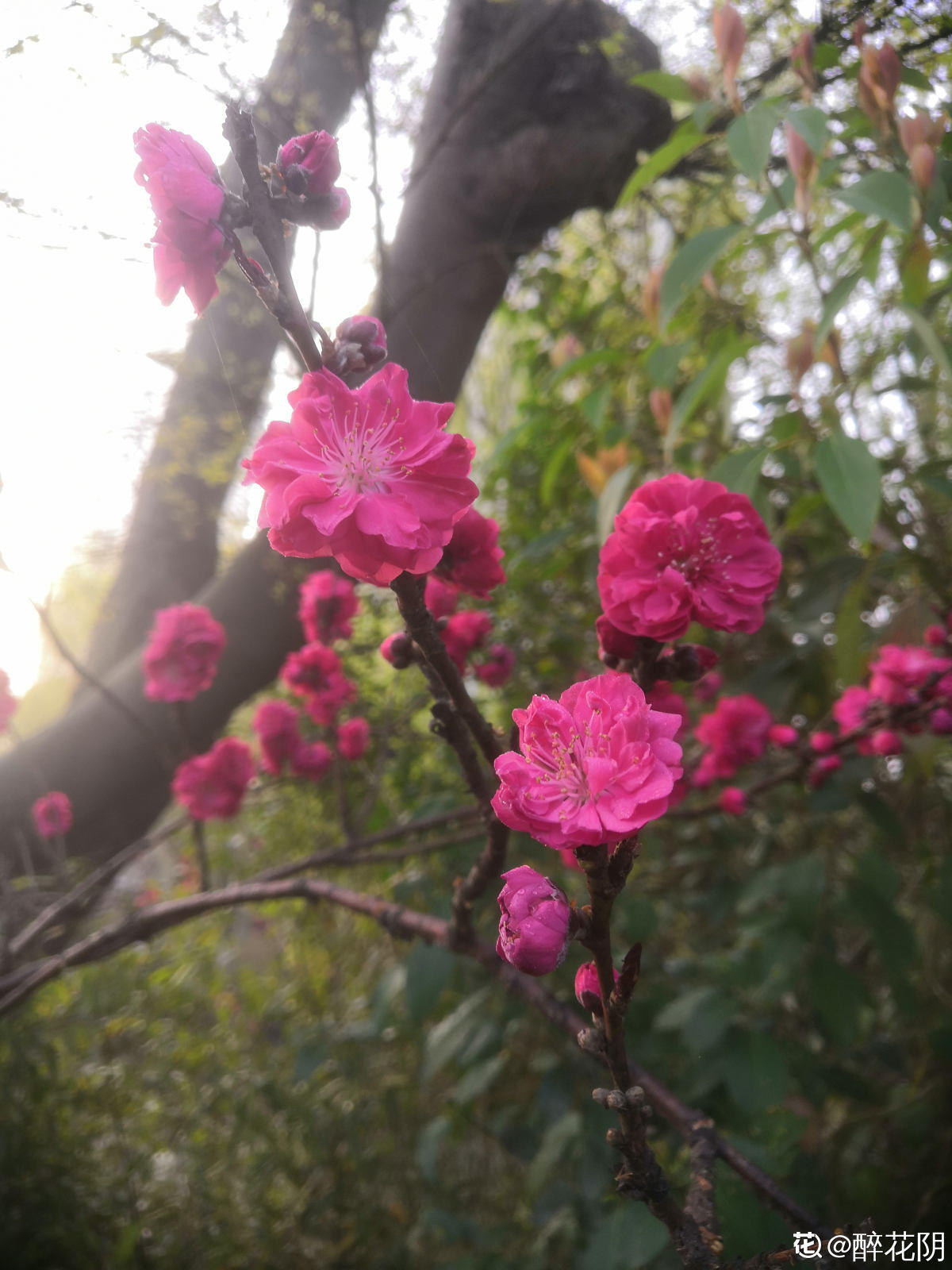 花卉植物有哪些（盘点100种常见花图鉴）