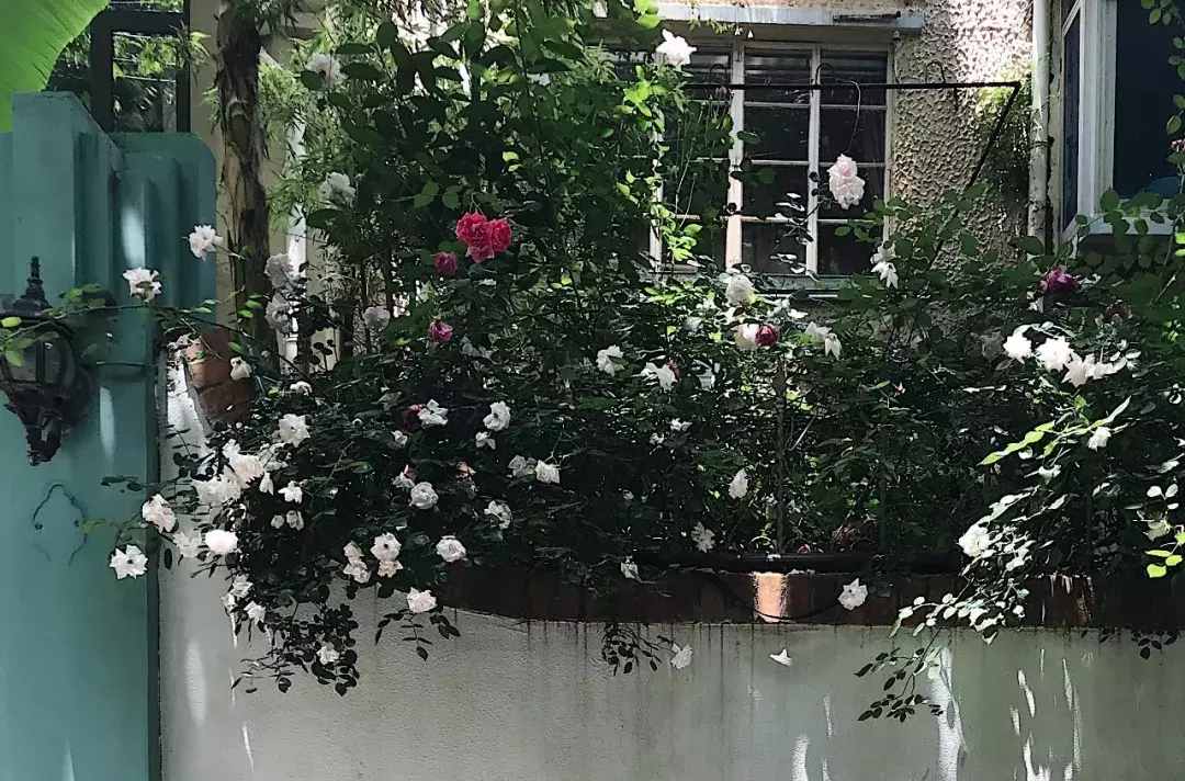 林清玄：一朝春尽红颜老